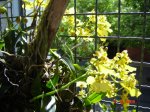 Oncidium.jpg
