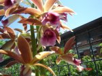 Phaius1.jpg
