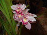 Cymbidium1.jpg