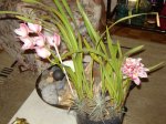 Cymbidium.jpg
