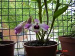 Dendrobium.jpg