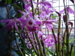 Dendrobium2.jpg