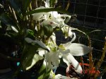 Dendrobium3.jpg