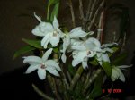 Dendrobium4.jpg