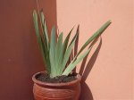 DSC02030.jpg