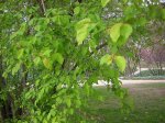 DSCN5731.jpg