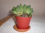 Haworthia Cimbiformis.JPG