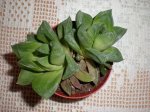 Haworthia cymbiformis (bis).JPG