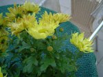 petalos arrugados1.jpg