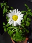 DSC08188.JPG