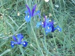 iris biazul.jpg