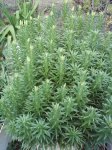 longiflorum foro.jpg