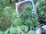 IMG_0491.jpg