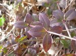DSCN0690.JPG