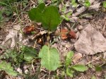 DSCN0700.JPG