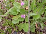 DSCN0631.JPG