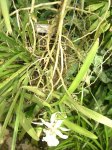 Bali2-Coelogyne.jpg