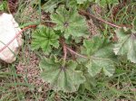 DSCN0642.JPG