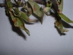 almendros.jpg