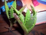 Imagen 077.jpg