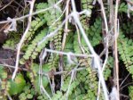 Asplenium trichomanes . culantrillo menor.jpg