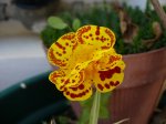 mimulus.jpg