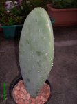 IMG_0115.JPG