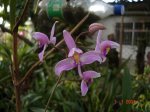 Bletia sp. Mexico.JPG