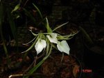 Brassavola Nodosa.JPG
