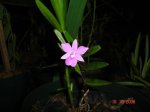 Dimerandra emarginata.JPG