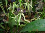 Encyclea Cochleata.JPG