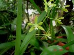 Encyclea tampense var. green.JPG