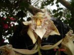 Epidendrum conopseum.JPG