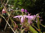 Epidendrum flexuosum.JPG