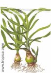 crinum_thaianum_lge.jpg