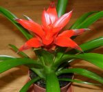 Guzmania02.jpg
