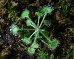 drosera.jpg
