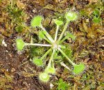 drosera2.jpg