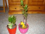 DSC00144.jpg
