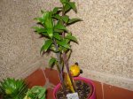 DSC00141.jpg