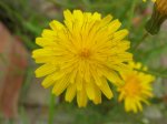 DSCN9981.jpg