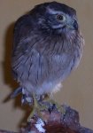 Falconiforme.jpg