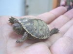 Tortu.jpg