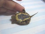 Tortu2.jpg