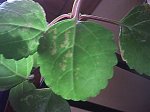 plantadineroenfermaxv8.jpg