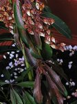 pieris2.jpg