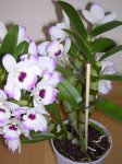 dendrobium nobile.jpg