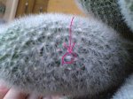 rebutia.jpg
