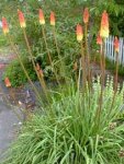 kniphofia-uvaria.jpg