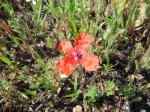 2007_0418Ribera0013.jpg